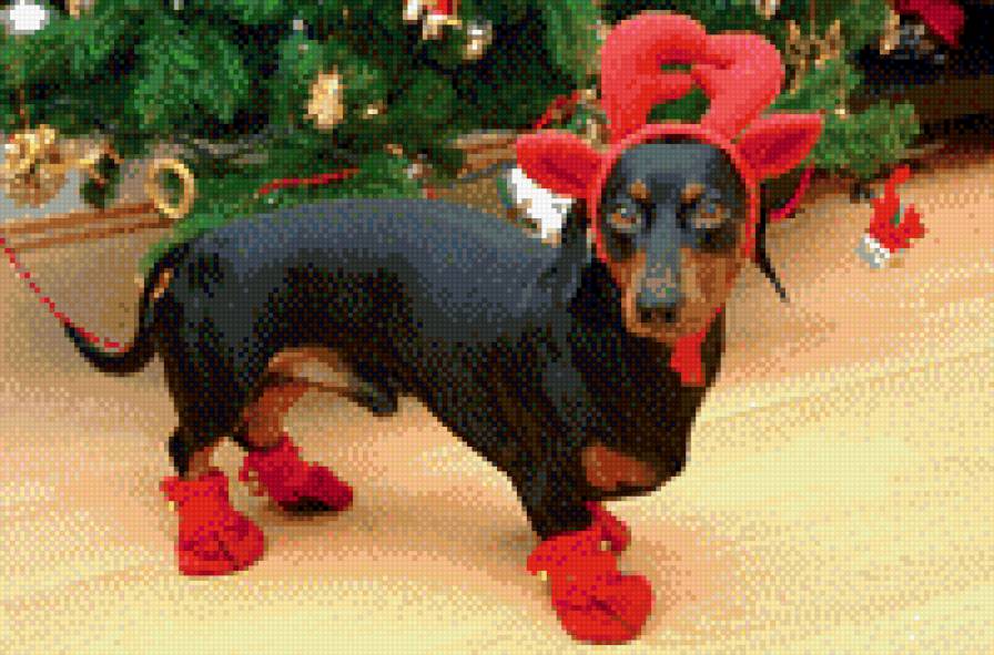 Такса - такса, новый год, собаки - предпросмотр