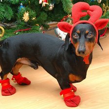 Схема вышивки «Такса»