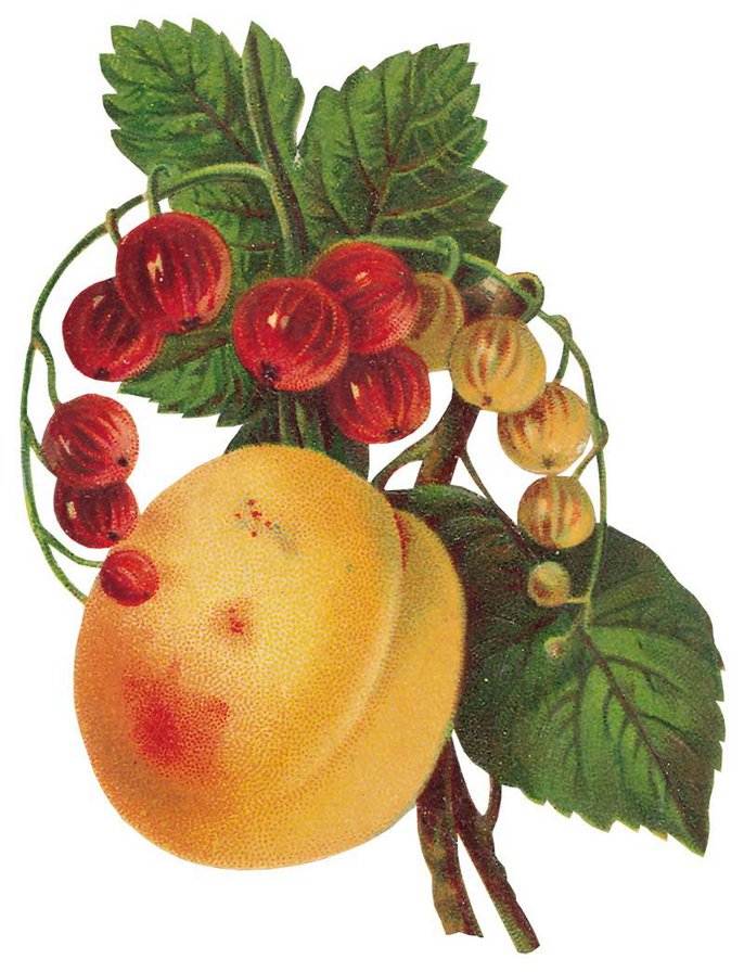 №447948 - фрукты, ягоды - оригинал