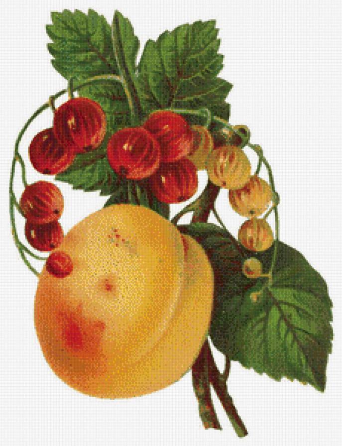 №447948 - фрукты, ягоды - предпросмотр