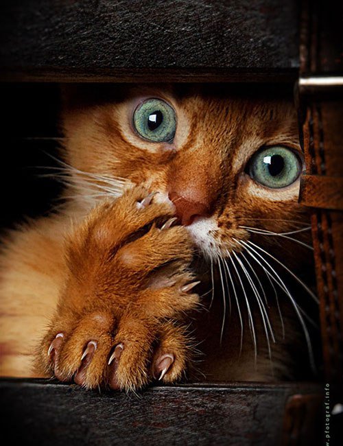 котейка - оригинал