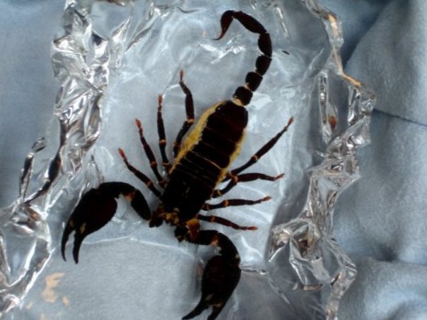 скорпион - скорпион, природа - оригинал