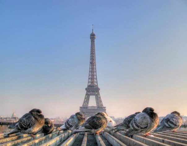 Париж - париж, франция, голуби - оригинал