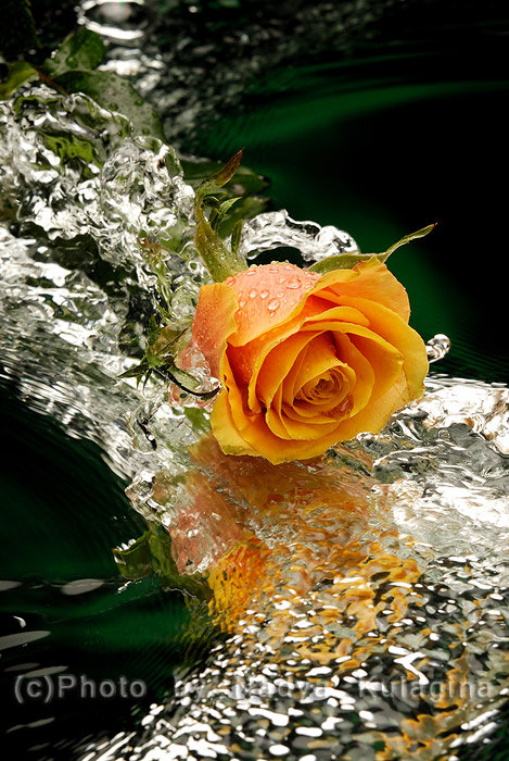 роза в воде - вода, открытка, роза, желтая роза - оригинал