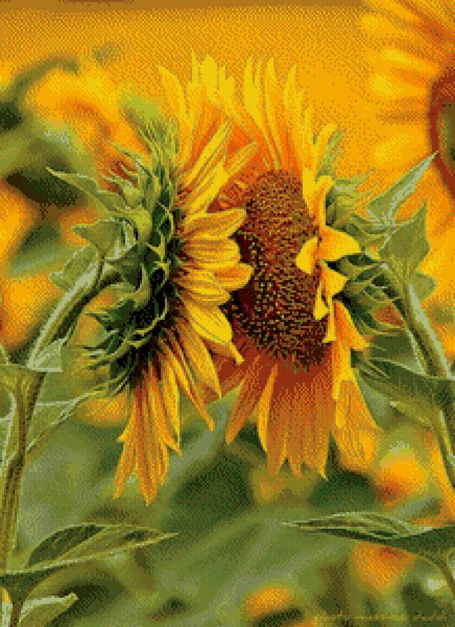 подсолнухи - любовь, природа, подсолнухи - предпросмотр