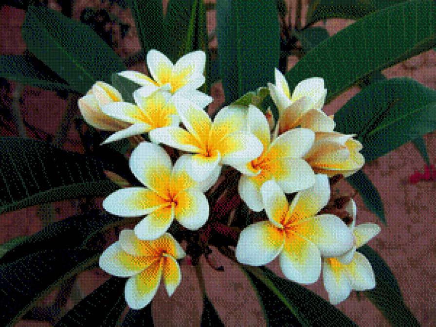 белая плюмерия - предпросмотр