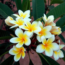 Схема вышивки «белая плюмерия»