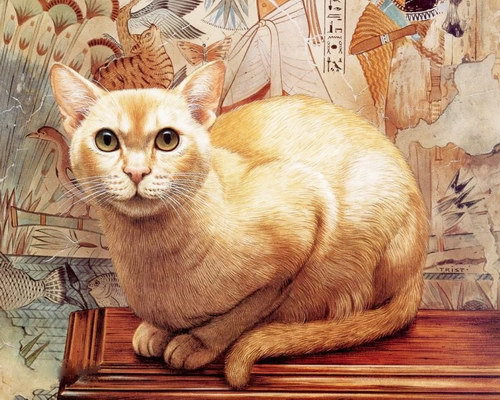 кот - кошка, кот, животные - оригинал