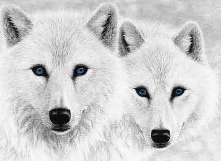 Верность - белые волки - оригинал