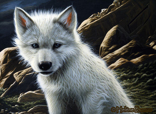 Избранный - волчонок, волк - оригинал