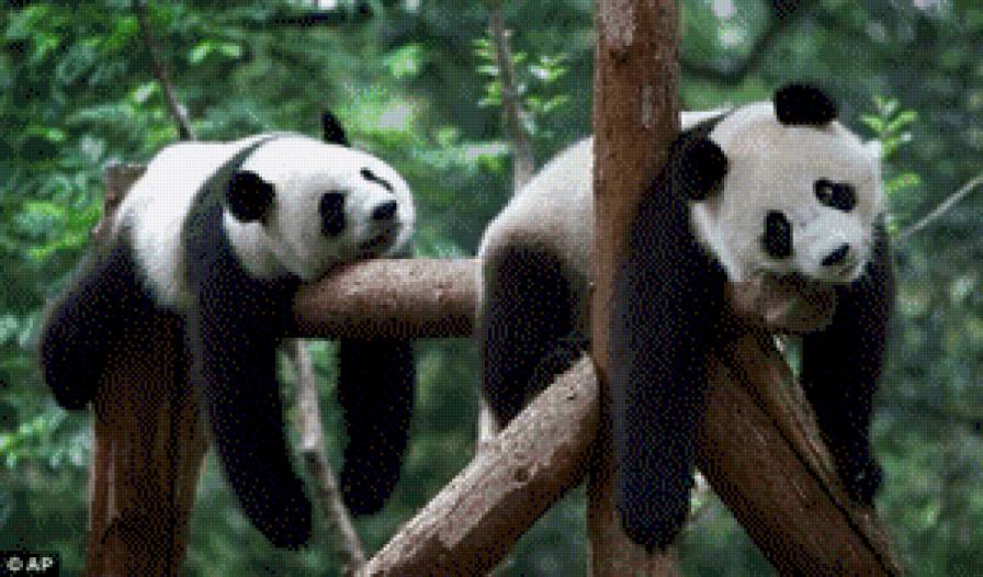 панды - животные, панды - предпросмотр