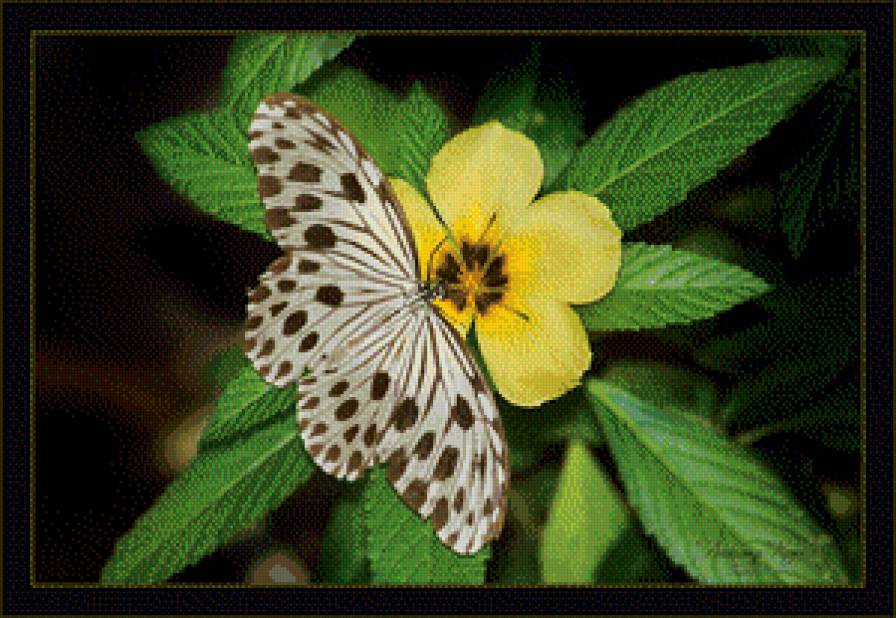 цветок - предпросмотр