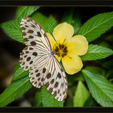 Схема вышивки «цветок»