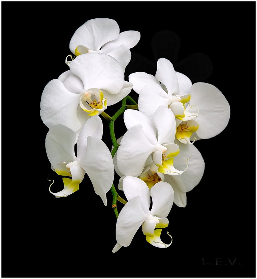 цветы - орхидеи - оригинал