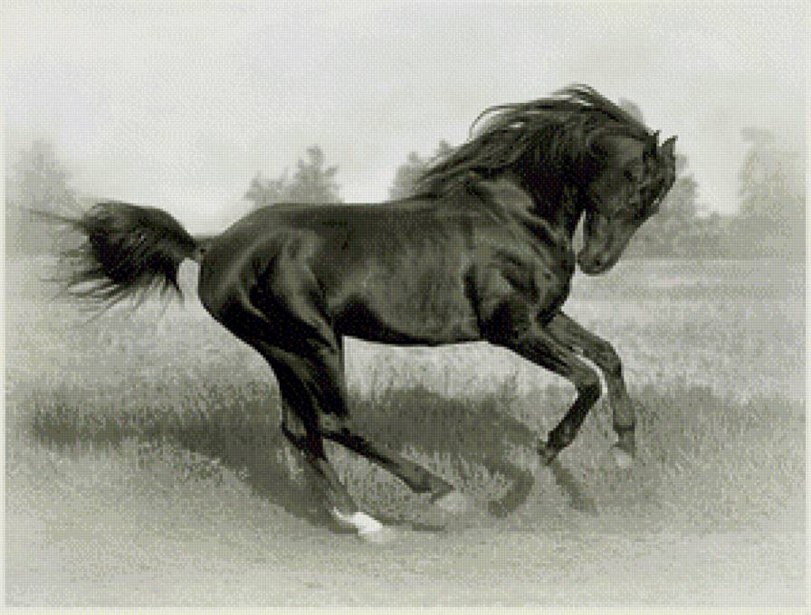 лошадка - предпросмотр