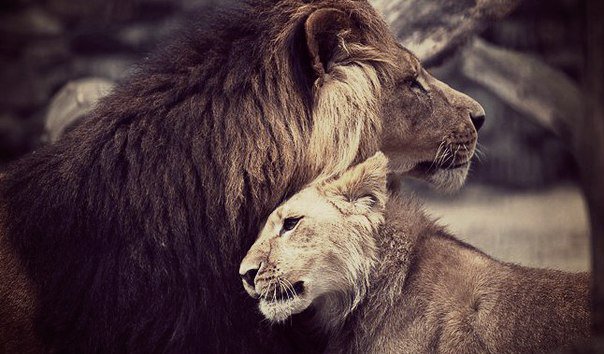 №449111 - львы, кошки, любовь - оригинал