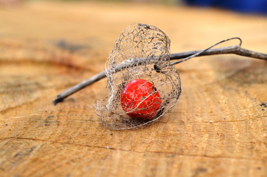 физалис - оригинал