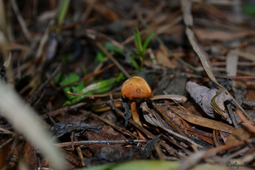 гриб - оригинал