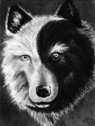 черно-белый волк - волк, животное, черно-белое, хищник - оригинал