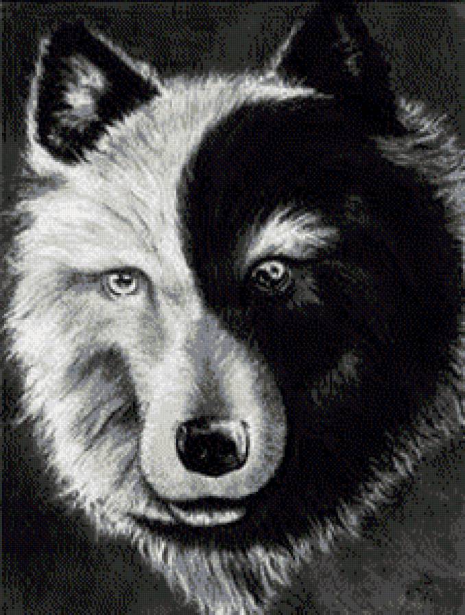 черно-белый волк - черно-белое, хищник, волк, животное - предпросмотр