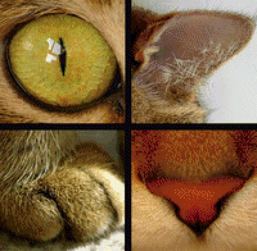 кошка - кошка, животное - предпросмотр