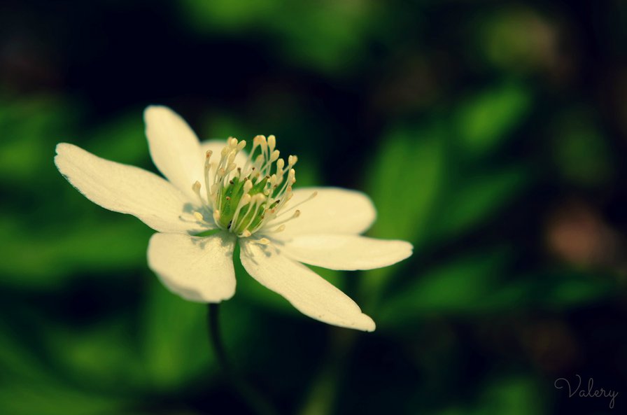 Весенний цветок - белое, цветок - оригинал