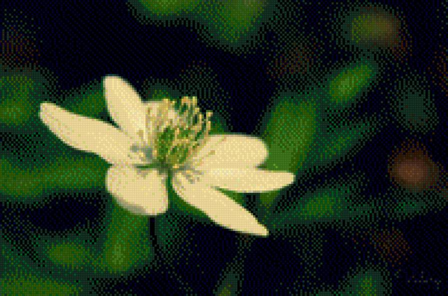 Весенний цветок - белое, цветок - предпросмотр