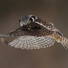 Схема вышивки «Сова»