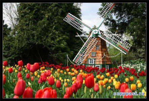 №449678 - цветы - оригинал