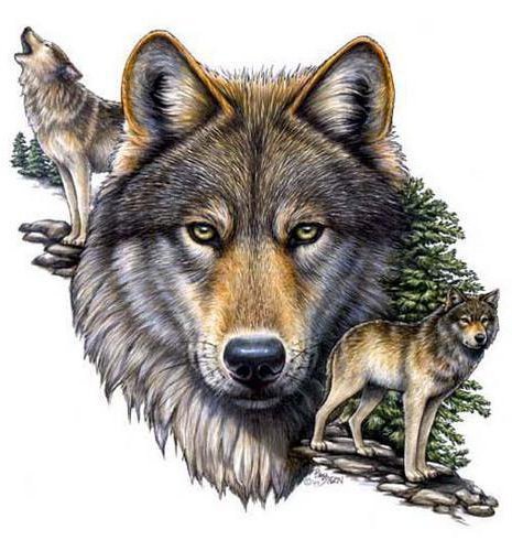 Волк - волки - оригинал