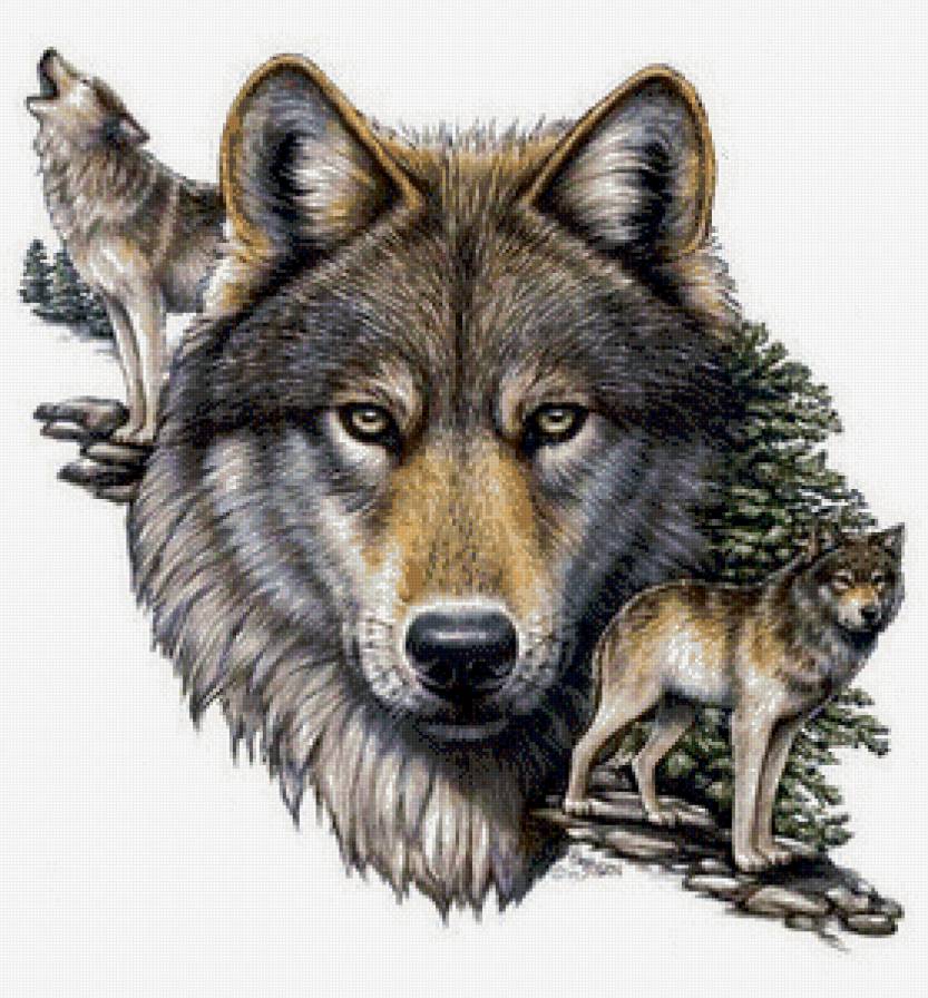 Волк - волки - предпросмотр