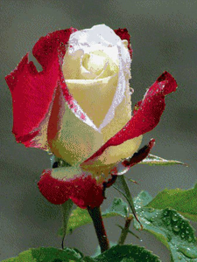 №449730 - розы - предпросмотр