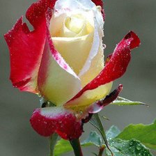 Схема вышивки «№449730»