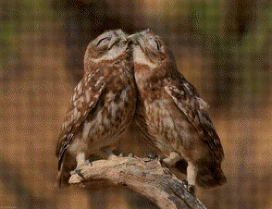 нежность - птицы, ветка, пара - предпросмотр