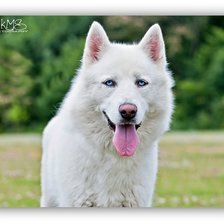 Схема вышивки «№449825»