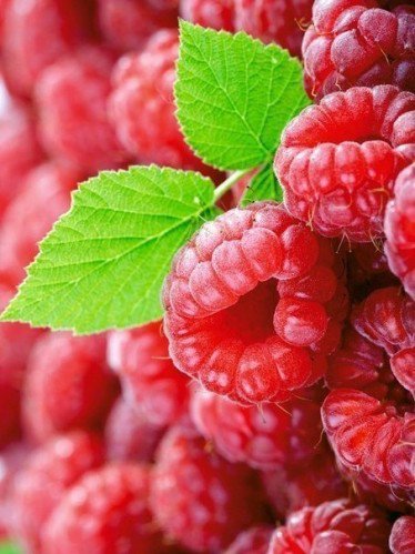 №449828 - ягоды - оригинал