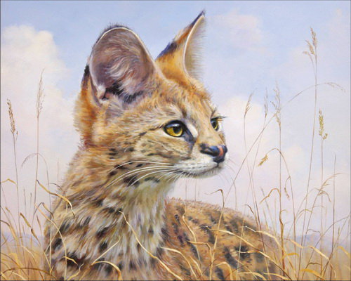 Камышовый кот - дикие животные - оригинал