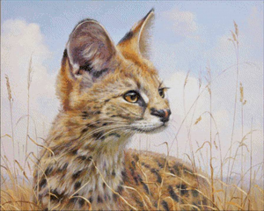 Камышовый кот - дикие животные - предпросмотр