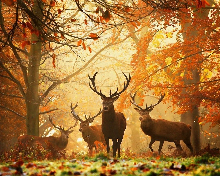 Олени осень - олень, осень - оригинал