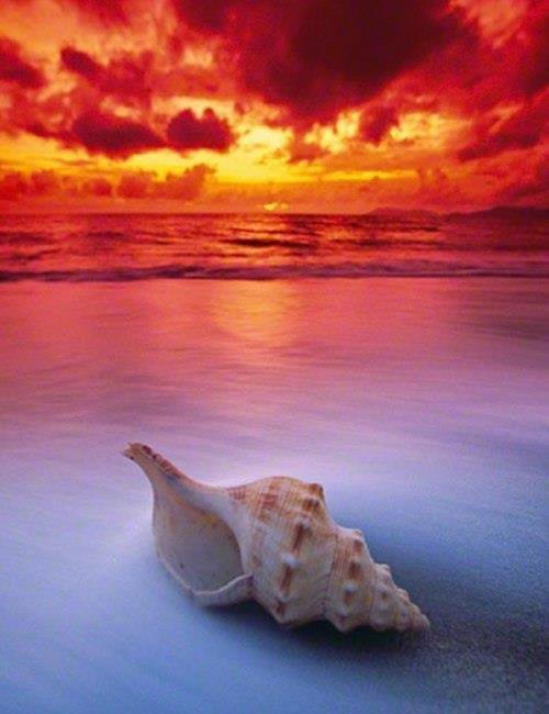 №449919 - оригинал