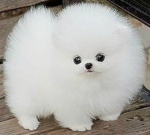 цуцик - собака, животные - оригинал