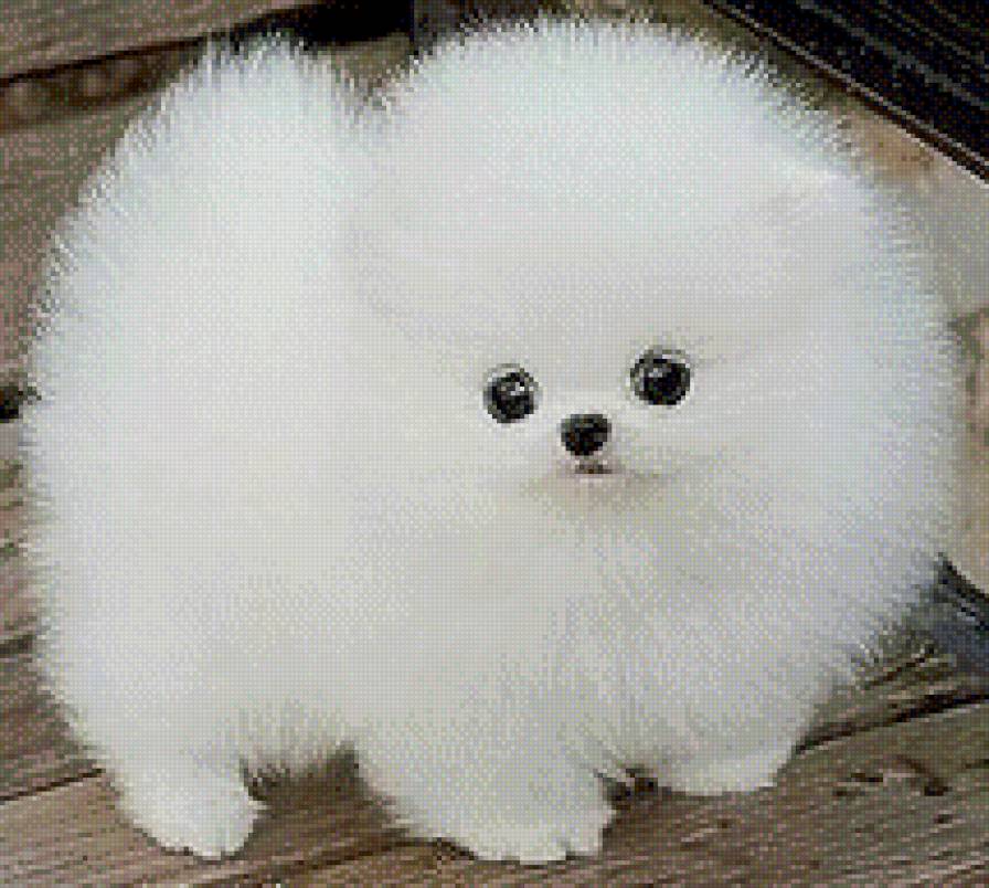 цуцик - животные, собака - предпросмотр