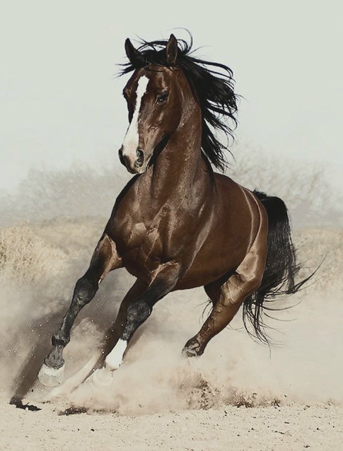Лошадь2 - животные - оригинал