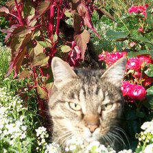 Схема вышивки «Дуся»