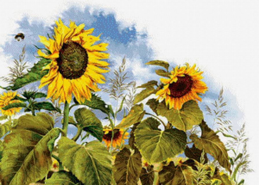 подсолнухи - поле, лето, природа - предпросмотр