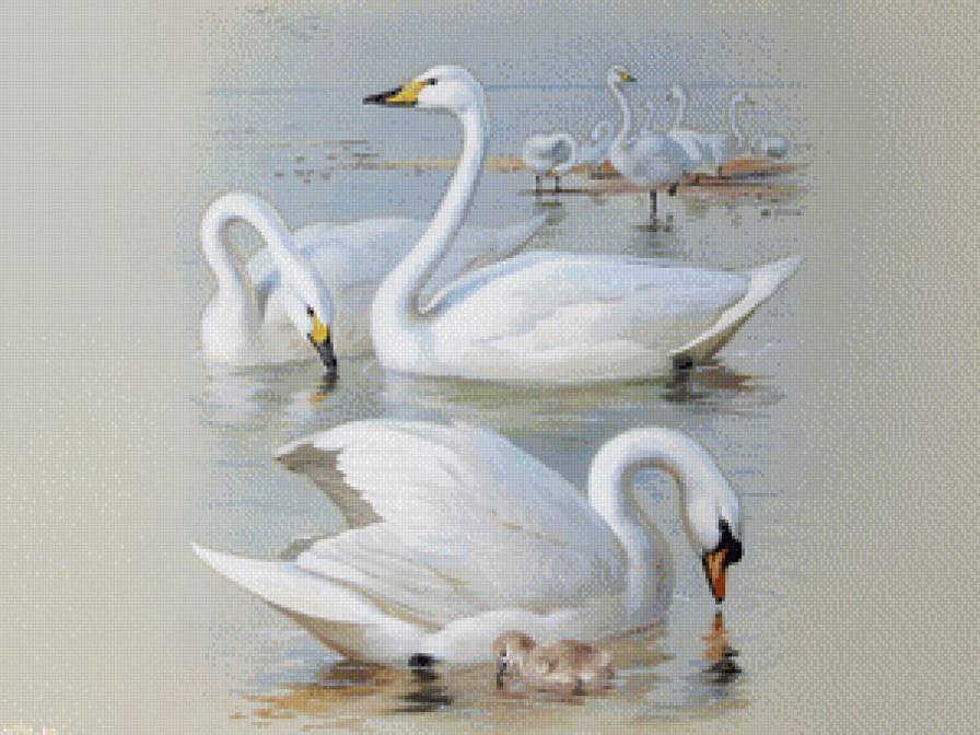 лебеди - вода, птицы - предпросмотр