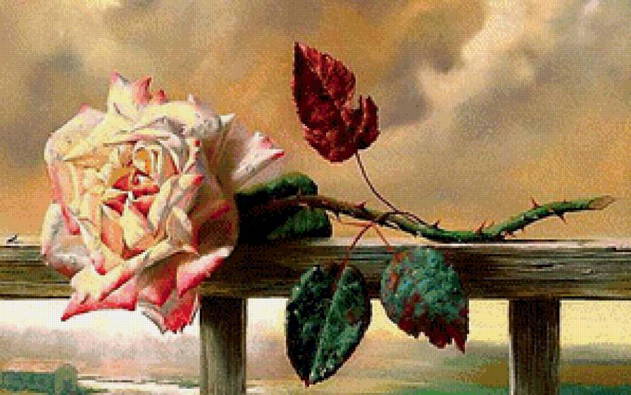 Роза - цветы - предпросмотр