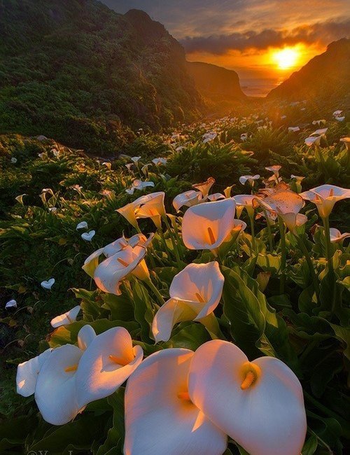 На закате в горах - закат. каллы, горы - оригинал