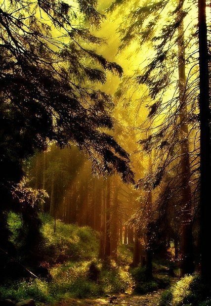 В глуши - чаща леса, лес, солнечный луч - оригинал