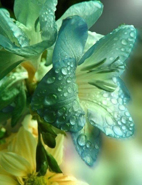 Лилия - лилия, цветы - оригинал